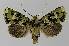  ( - BC EF Lep 00302)  @14 [ ] Copyright (2010) Unspecified Research Collection of Egbert Friedrich