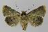  ( - BC EF Lep 00302)  @13 [ ] Copyright (2010) Unspecified Research Collection of Egbert Friedrich