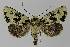  ( - BC EF Lep 00303)  @14 [ ] Copyright (2010) Unspecified Research Collection of Egbert Friedrich