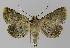  ( - BC EF Lep 00303)  @13 [ ] Copyright (2010) Unspecified Research Collection of Egbert Friedrich