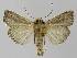  ( - BC EF Lep 00341)  @13 [ ] Copyright (2010) Unspecified Research Collection of Egbert Friedrich
