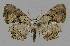  ( - BC EF Lep 00804)  @11 [ ] Copyright (2010) Unspecified Research Collection of Egbert Friedrich