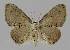  ( - BC EF Lep 00809)  @14 [ ] Copyright (2010) Unspecified Research Collection of Egbert Friedrich