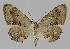  ( - BC EF Lep 00812)  @14 [ ] Copyright (2010) Unspecified Research Collection of Egbert Friedrich