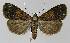  ( - BC EF Lep 01082)  @13 [ ] Copyright (2010) Unspecified Research Collection of Egbert Friedrich