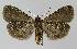  ( - BC EF Lep 01082)  @13 [ ] Copyright (2010) Unspecified Research Collection of Egbert Friedrich