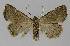  ( - BC EF Lep 01090)  @11 [ ] Copyright (2010) Unspecified Research Collection of Egbert Friedrich