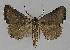  ( - BC EF Lep 01091)  @13 [ ] Copyright (2010) Unspecified Research Collection of Egbert Friedrich