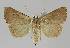  ( - BC EF Lep 01098)  @13 [ ] Copyright (2010) Unspecified Research Collection of Egbert Friedrich