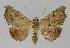  ( - BC EF Lep 01100)  @11 [ ] Copyright (2010) Unspecified Research Collection of Egbert Friedrich
