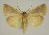  ( - BC EF Lep 02958)  @13 [ ] Copyright (2010) Unspecified Research Collection of Egbert Friedrich
