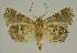  ( - BC EF Lep 02960)  @12 [ ] Copyright (2010) Unspecified Research Collection of Egbert Friedrich