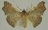  ( - BC EF Lep 02972)  @13 [ ] Copyright (2010) Unspecified Research Collection of Egbert Friedrich