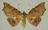  ( - BC EF Lep 02973)  @14 [ ] Copyright (2010) Unspecified Research Collection of Egbert Friedrich