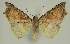  ( - BC EF Lep 02973)  @13 [ ] Copyright (2010) Unspecified Research Collection of Egbert Friedrich