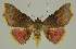  ( - BC EF Lep 02974)  @14 [ ] Copyright (2010) Unspecified Research Collection of Egbert Friedrich