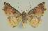  ( - BC EF Lep 02974)  @13 [ ] Copyright (2010) Unspecified Research Collection of Egbert Friedrich