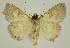  ( - BC EF Lep 02982)  @13 [ ] Copyright (2010) Unspecified Research Collection of Egbert Friedrich