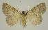 ( - BC EF Lep 02984)  @13 [ ] Copyright (2010) Unspecified Research Collection of Egbert Friedrich