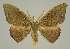  ( - BC EF Lep 03015)  @14 [ ] Copyright (2010) Unspecified Research Collection of Egbert Friedrich