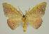  ( - BC EF Lep 03015)  @13 [ ] Copyright (2010) Unspecified Research Collection of Egbert Friedrich