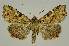  ( - BC EF Lep 03030)  @14 [ ] Copyright (2010) Unspecified Research Collection of Egbert Friedrich