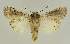  ( - BC EF Lep 03087)  @13 [ ] Copyright (2010) Unspecified Research Collection of Egbert Friedrich