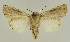  ( - BC EF Lep 03088)  @13 [ ] Copyright (2010) Unspecified Research Collection of Egbert Friedrich