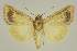  ( - BC EF Lep 03113)  @13 [ ] Copyright (2010) Unspecified Research Collection of Egbert Friedrich