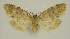  ( - BC EF Lep 03133)  @13 [ ] Copyright (2010) Unspecified Research Collection of Egbert Friedrich