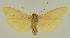  ( - BC EF Lep 03175)  @13 [ ] Copyright (2010) Unspecified Research Collection of Egbert Friedrich