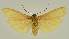  ( - BC EF Lep 03175)  @13 [ ] Copyright (2010) Unspecified Research Collection of Egbert Friedrich
