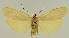  ( - BC EF Lep 03176)  @13 [ ] Copyright (2010) Unspecified Research Collection of Egbert Friedrich