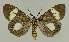 ( - BC EF Lep 03207)  @14 [ ] Copyright (2010) Unspecified Research Collection of Egbert Friedrich