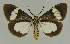  ( - BC EF Lep 03209)  @14 [ ] Copyright (2010) Unspecified Research Collection of Egbert Friedrich