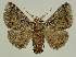  ( - BC EF Lep 03283)  @15 [ ] Copyright (2010) Unspecified Research Collection of Egbert Friedrich
