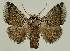  ( - BC EF Lep 03284)  @14 [ ] Copyright (2010) Unspecified Research Collection of Egbert Friedrich