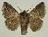  ( - BC EF Lep 03284)  @13 [ ] Copyright (2010) Unspecified Research Collection of Egbert Friedrich