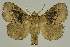  ( - BC EF Lep 03287)  @14 [ ] Copyright (2010) Unspecified Research Collection of Egbert Friedrich