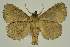  ( - BC EF Lep 03287)  @13 [ ] Copyright (2010) Unspecified Research Collection of Egbert Friedrich