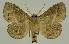  ( - BC EF Lep 03288)  @14 [ ] Copyright (2010) Unspecified Research Collection of Egbert Friedrich