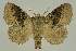  ( - BC EF Lep 03289)  @14 [ ] Copyright (2010) Unspecified Research Collection of Egbert Friedrich