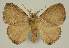  ( - BC EF Lep 03304)  @13 [ ] Copyright (2010) Unspecified Research Collection of Egbert Friedrich