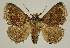  ( - BC EF Lep 03305)  @14 [ ] Copyright (2010) Unspecified Research Collection of Egbert Friedrich