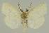  ( - BC EF Lep 03345)  @13 [ ] Copyright (2010) Unspecified Research Collection of Egbert Friedrich