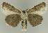  ( - BC EF Lep 03352)  @13 [ ] Copyright (2010) Unspecified Research Collection of Egbert Friedrich