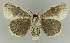  ( - BC EF Lep 03353)  @13 [ ] Copyright (2010) Unspecified Research Collection of Egbert Friedrich