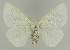  ( - BC EF Lep 03355)  @14 [ ] Copyright (2010) Unspecified Research Collection of Egbert Friedrich