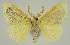  ( - BC EF Lep 03369)  @13 [ ] Copyright (2010) Unspecified Research Collection of Egbert Friedrich