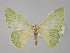  (Nemoria AH01Cl - BC ZSM Lep 30358)  @14 [ ] CreativeCommons - Attribution Non-Commercial Share-Alike (2010) Unspecified SNSB, Zoologische Staatssammlung Muenchen